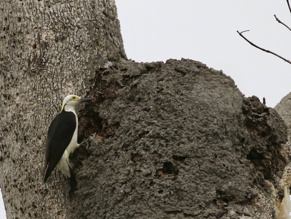 White Woodpecker - ML641693890