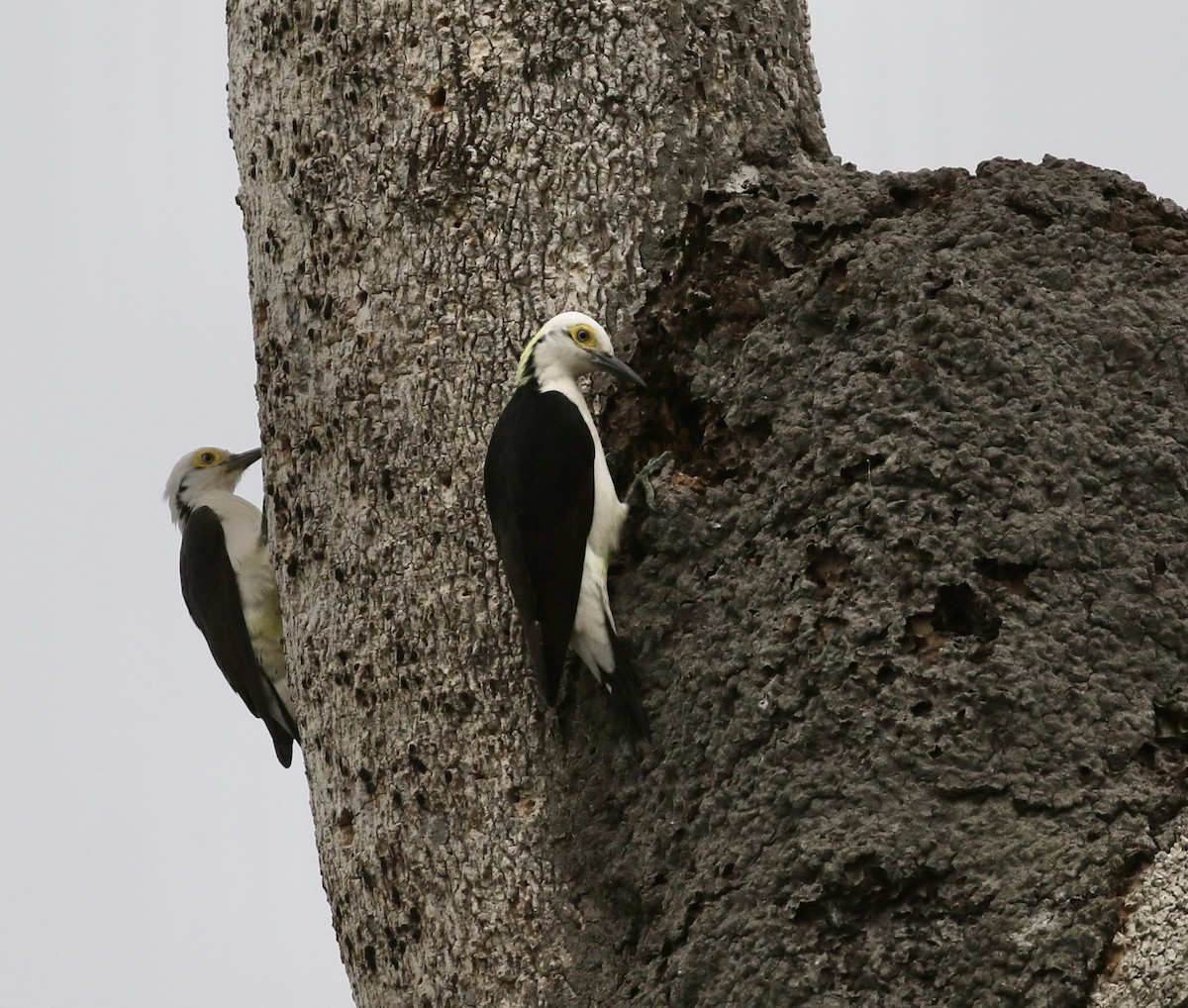 White Woodpecker - ML641693891