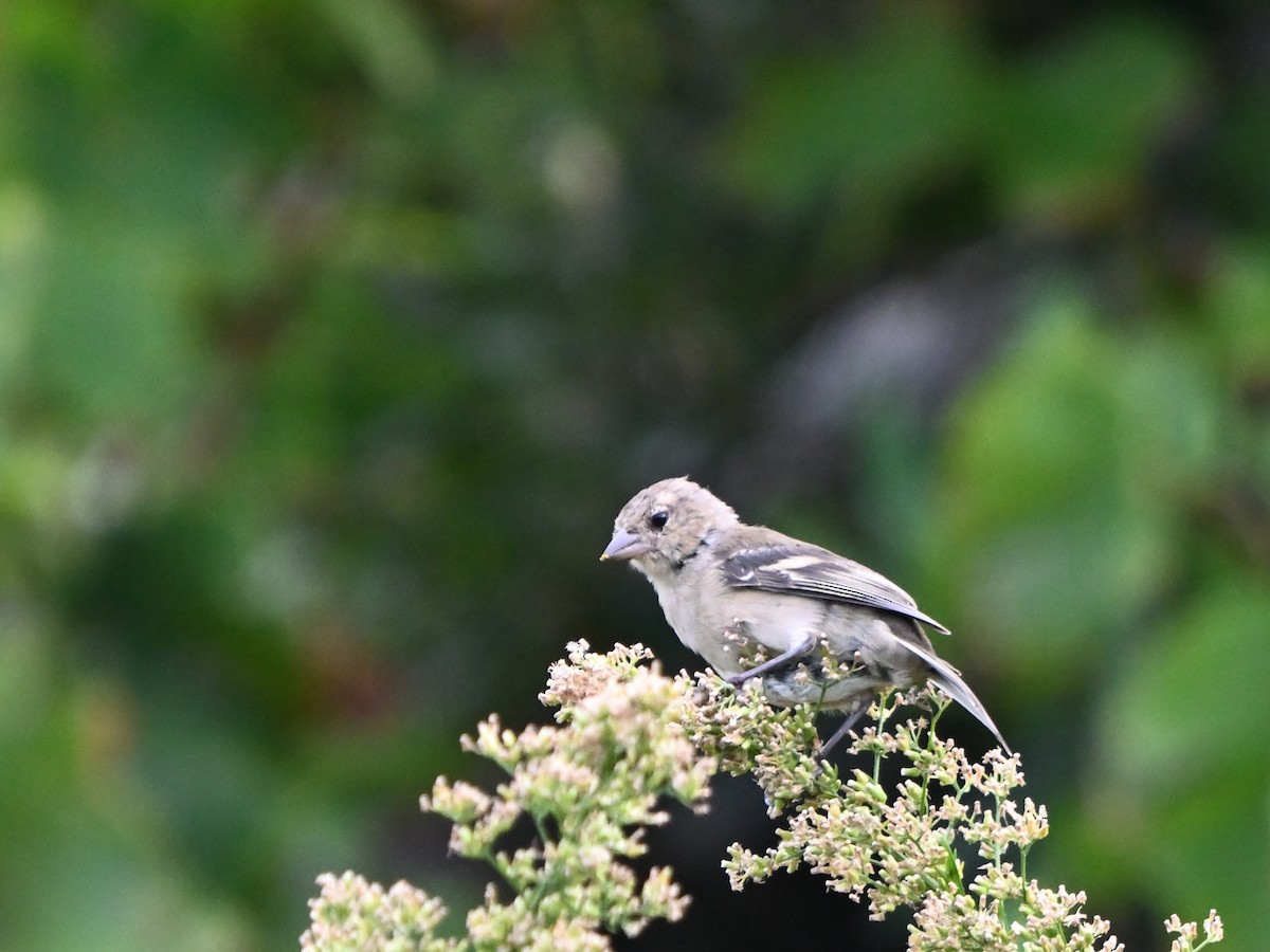 Azores Chaffinch - ML641693896