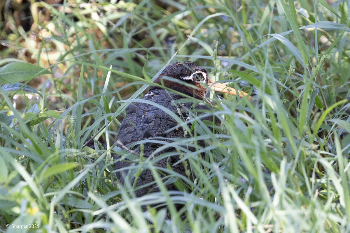 Greater Painted-Snipe - ML641693903