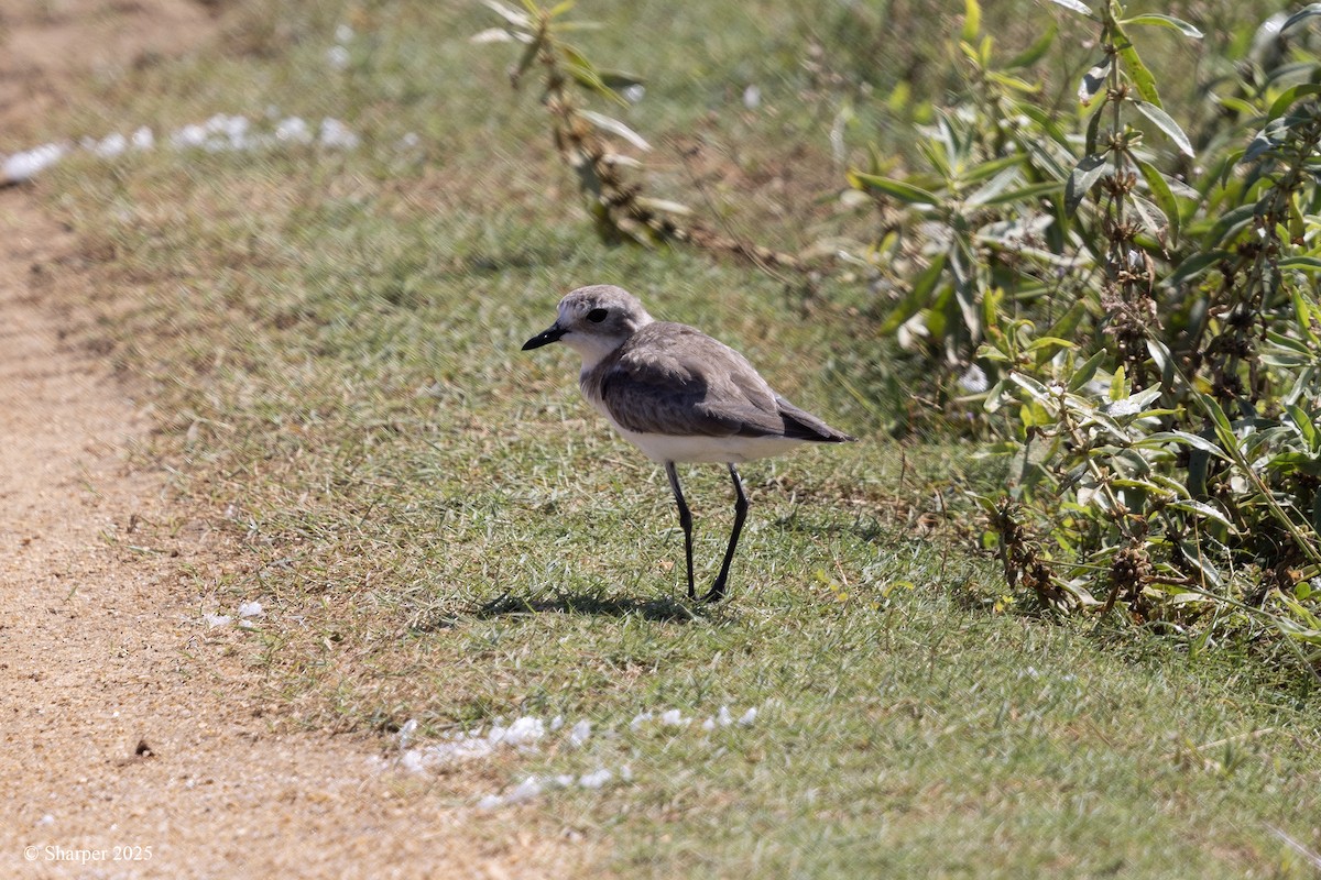 Greater Sand-Plover - ML641693911