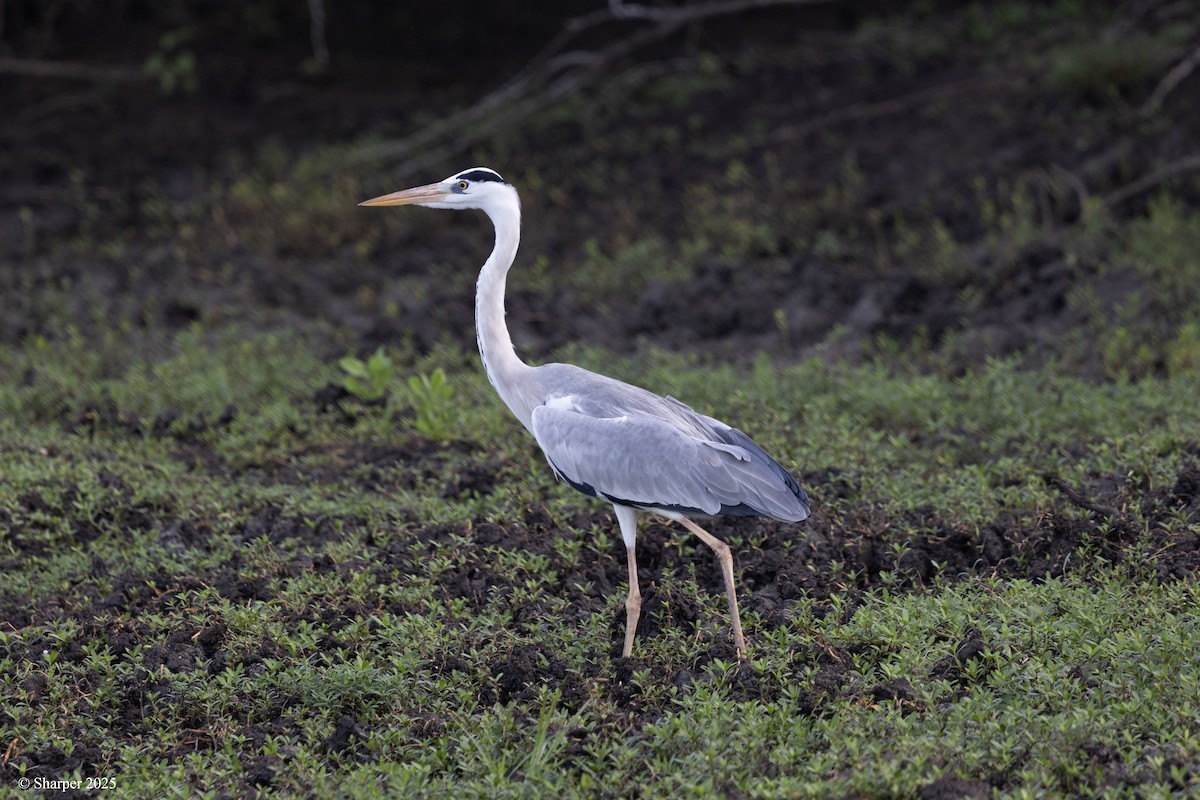 Gray Heron - ML641693918
