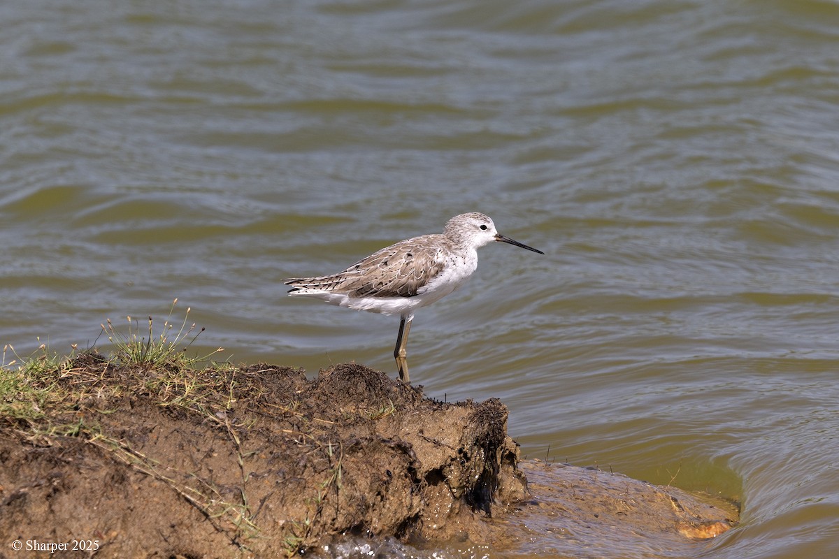 Marsh Sandpiper - ML641693925