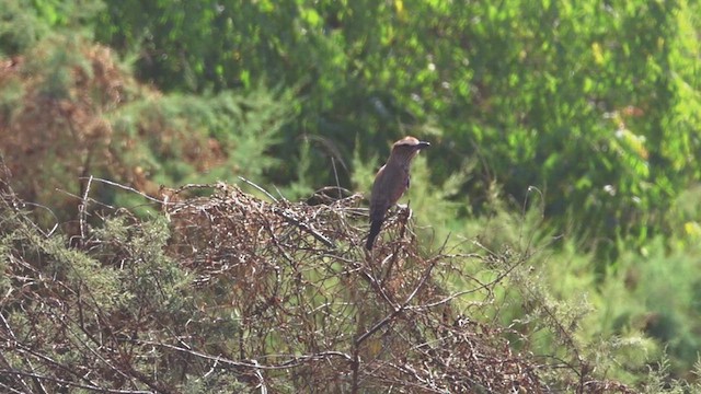 Purple Roller - ML641693948