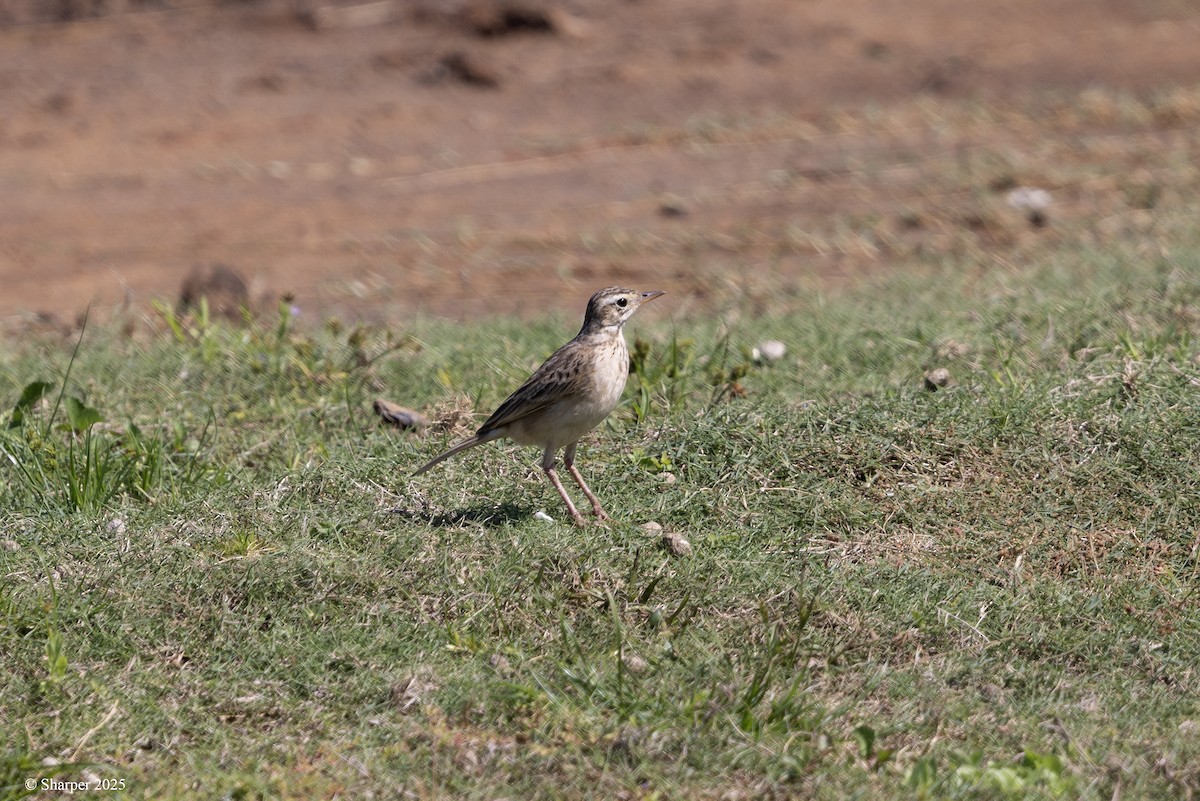 Paddyfield Pipit - ML641693949