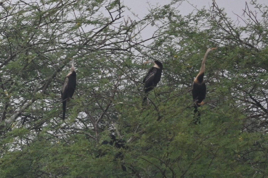Oriental Darter - ML641694012