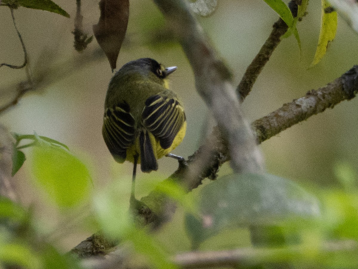 Titirijí Cabecigrís - ML641694020