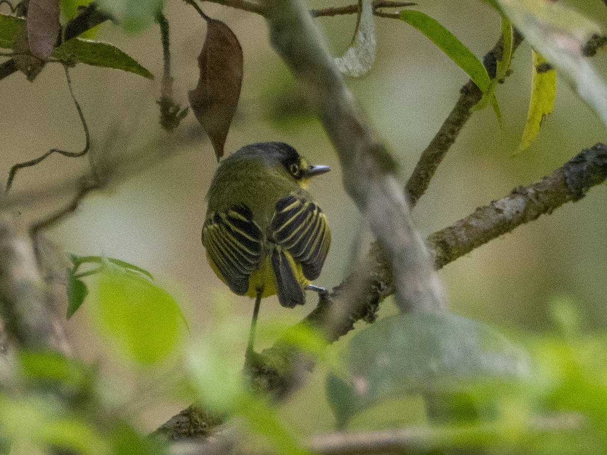 Titirijí Cabecigrís - ML641694021