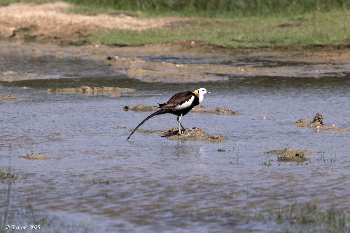 Pheasant-tailed Jacana - ML641694049