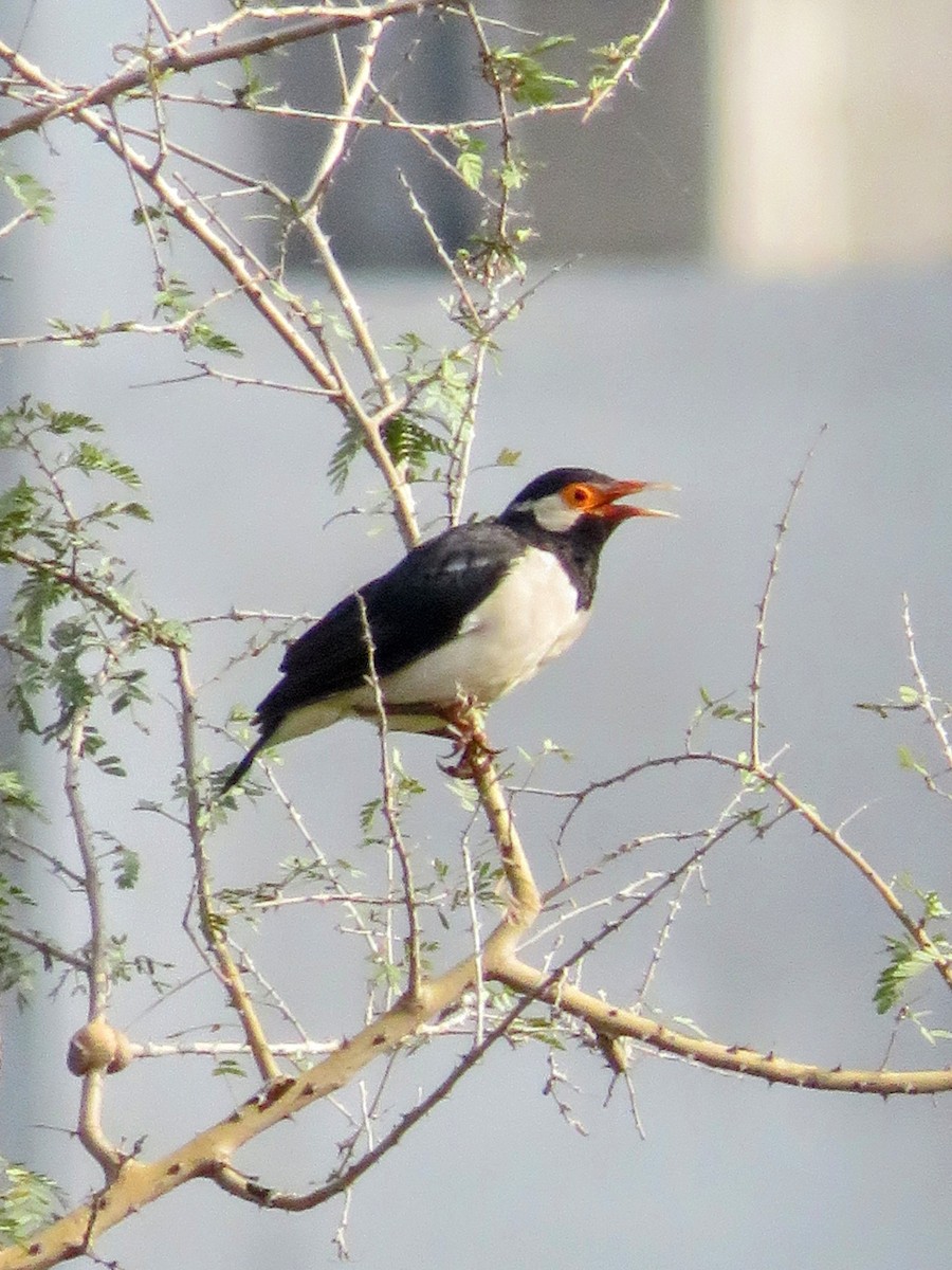 Indian Pied Starling - ML641694051