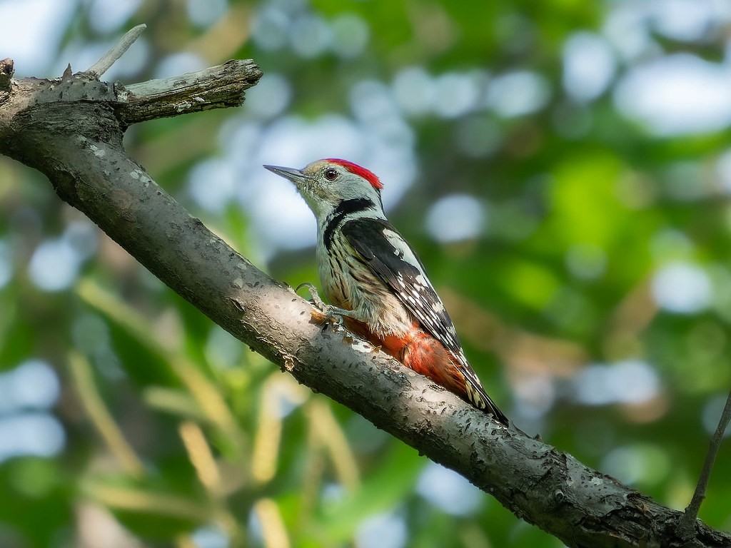 Middle Spotted Woodpecker - ML641694053