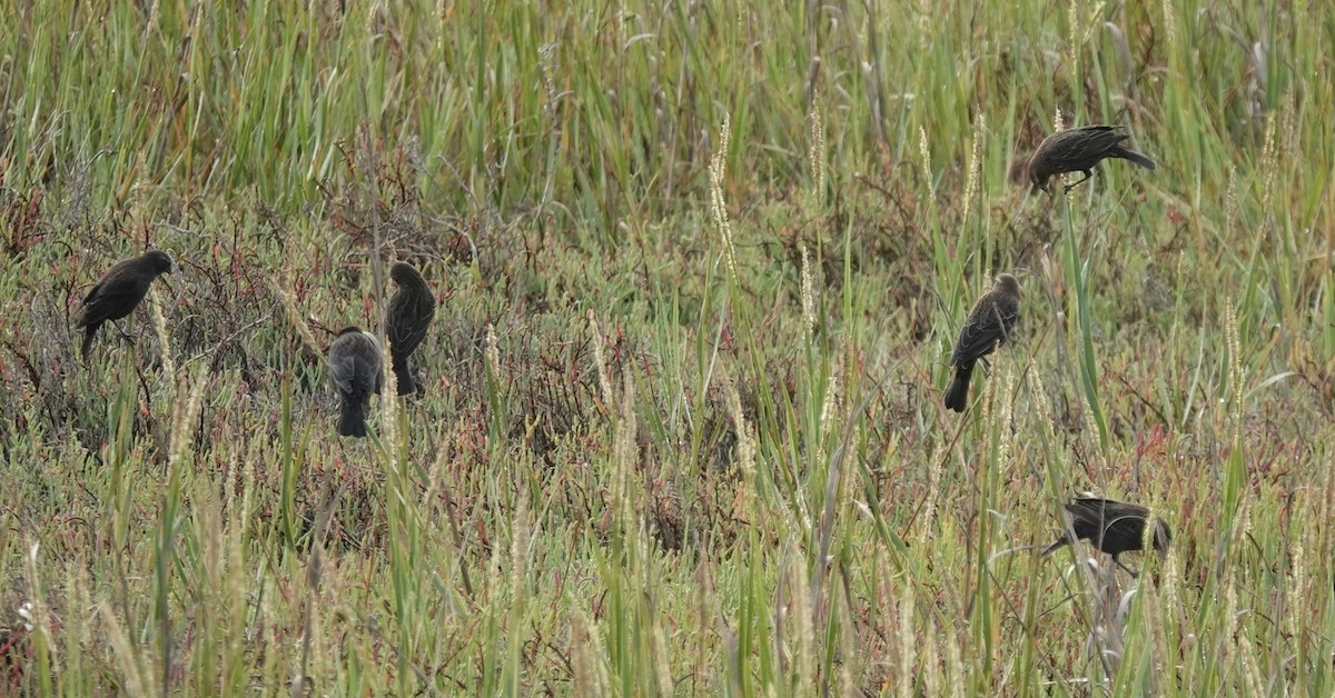 Red-winged Blackbird (California Bicolored) - ML641694058