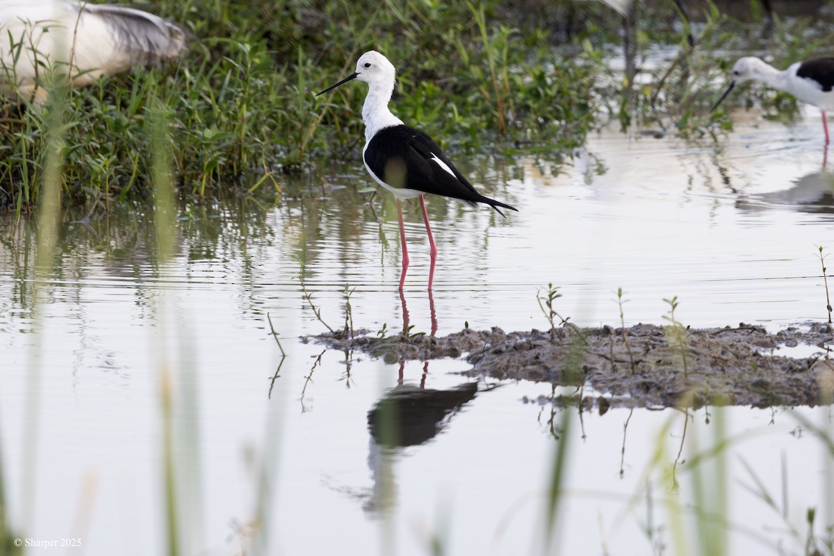Black-winged Stilt - ML641694091