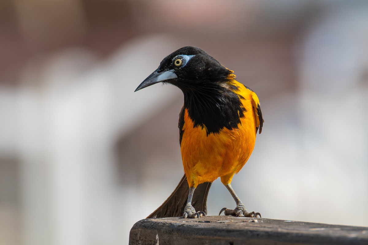 Venezuelan Troupial - ML641694095