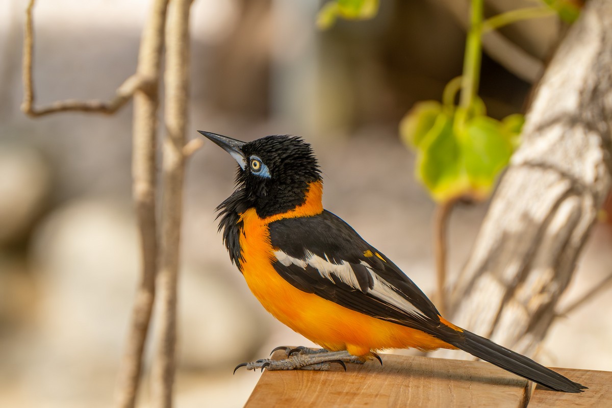 Venezuelan Troupial - ML641694097