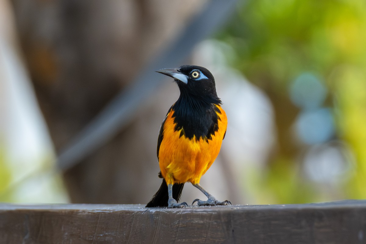 Venezuelan Troupial - ML641694098