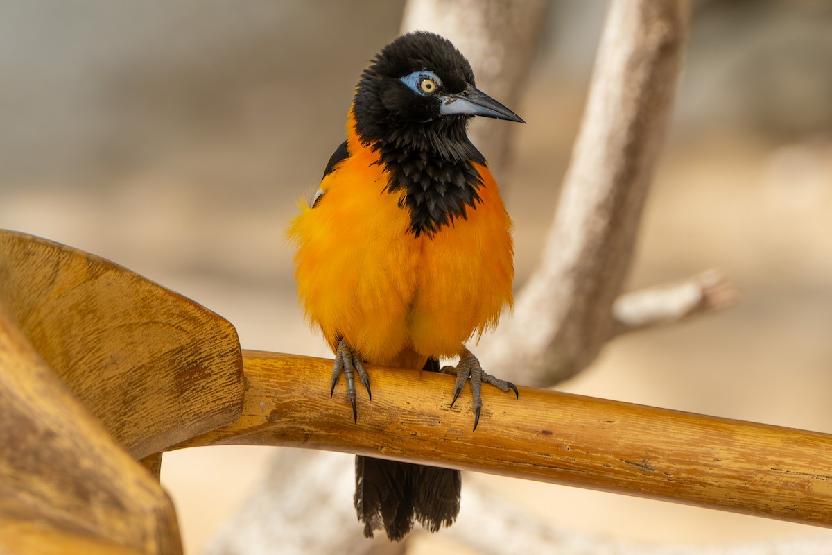 Venezuelan Troupial - ML641694099