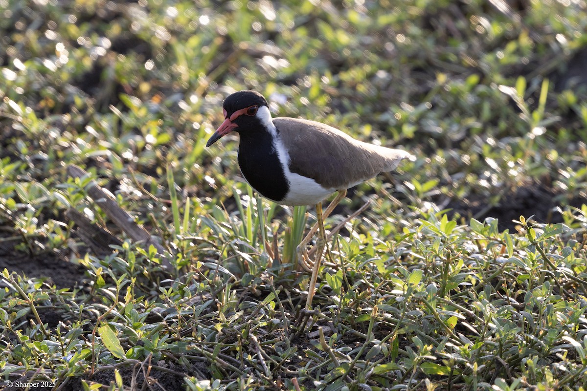 Red-wattled Lapwing - ML641694151
