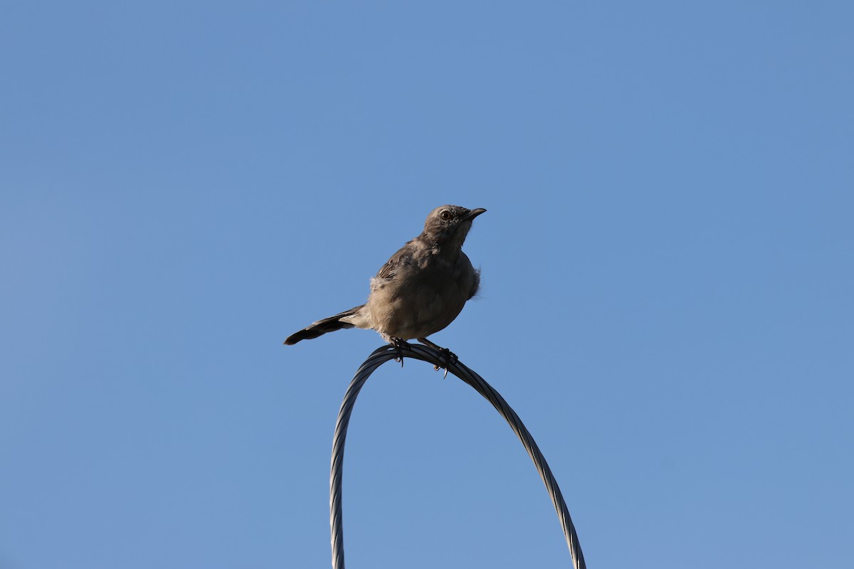 Northern Mockingbird - ML641694152