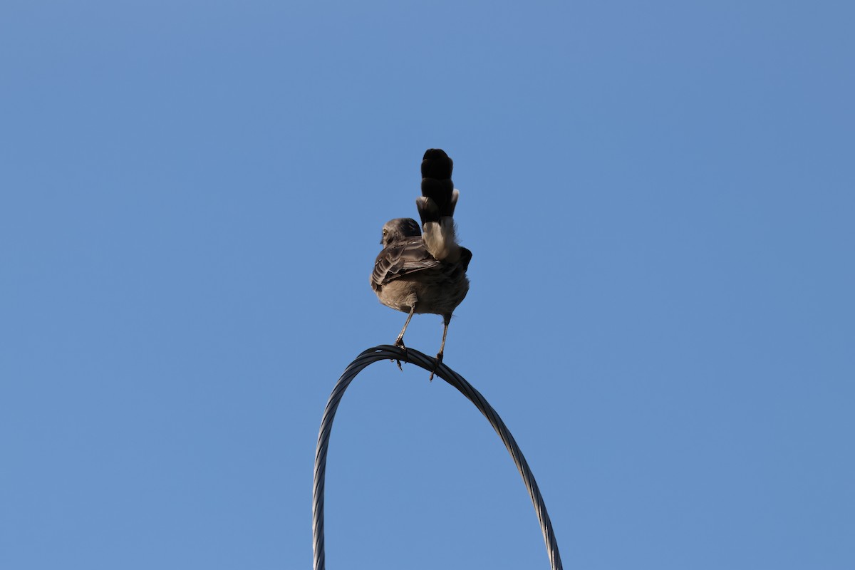 Northern Mockingbird - ML641694153