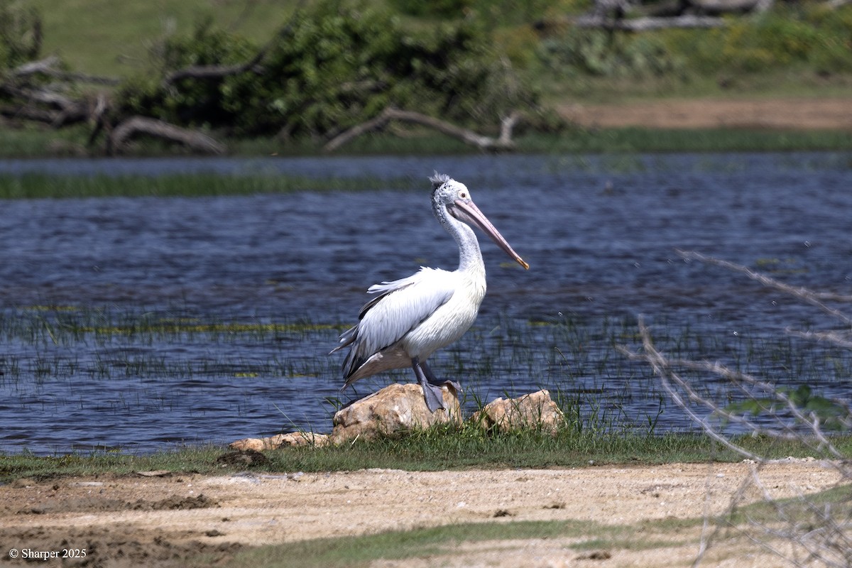 Spot-billed Pelican - ML641694157