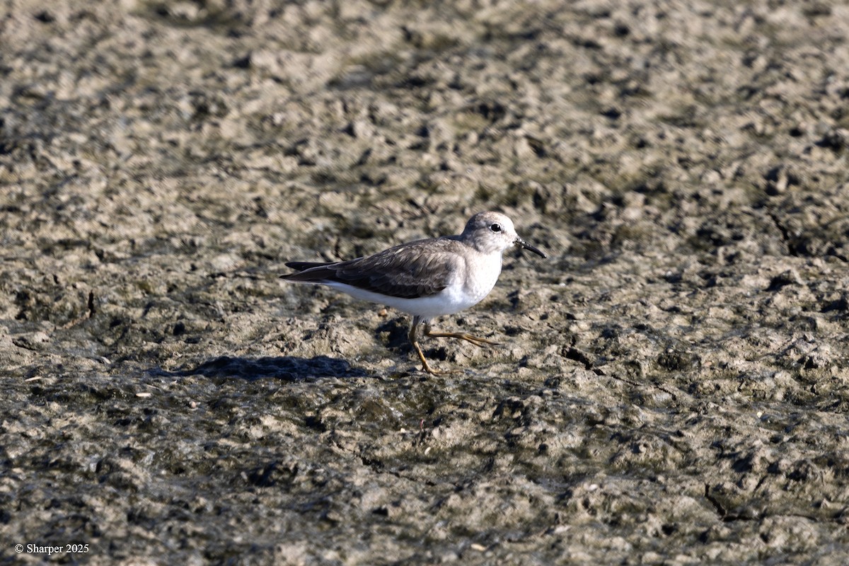Temminck's Stint - ML641694166