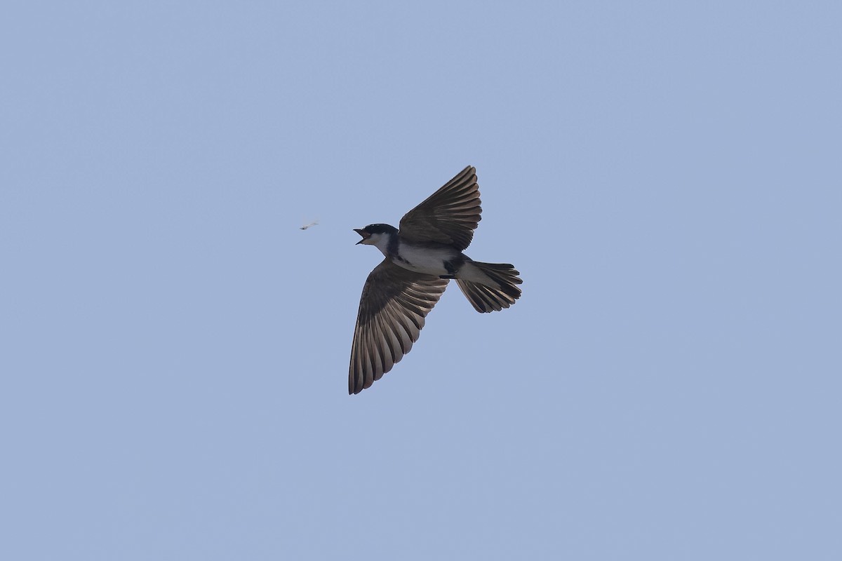 Banded Martin - ML641694177
