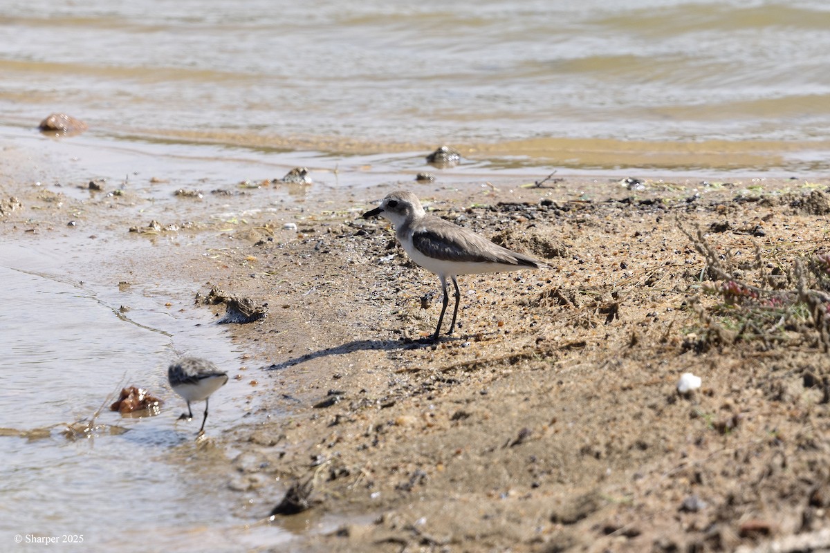 Tibetan Sand-Plover - ML641694187