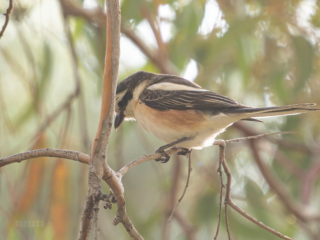 Masked Shrike - ML641694197