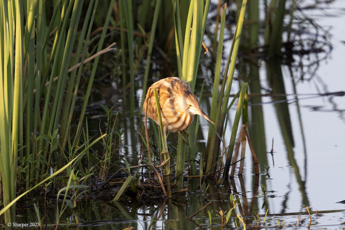 Yellow Bittern - ML641694210