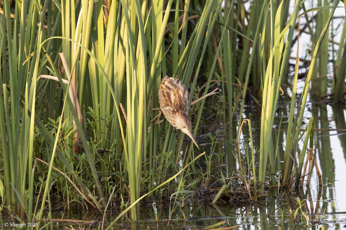 Yellow Bittern - ML641694211
