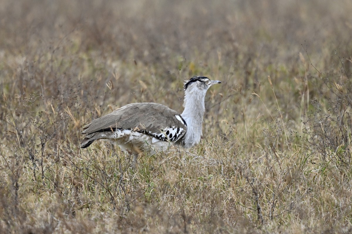 Kori Bustard - ML641694215