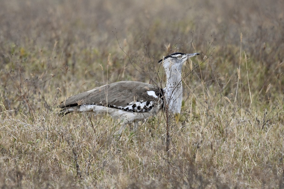 Kori Bustard - ML641694216