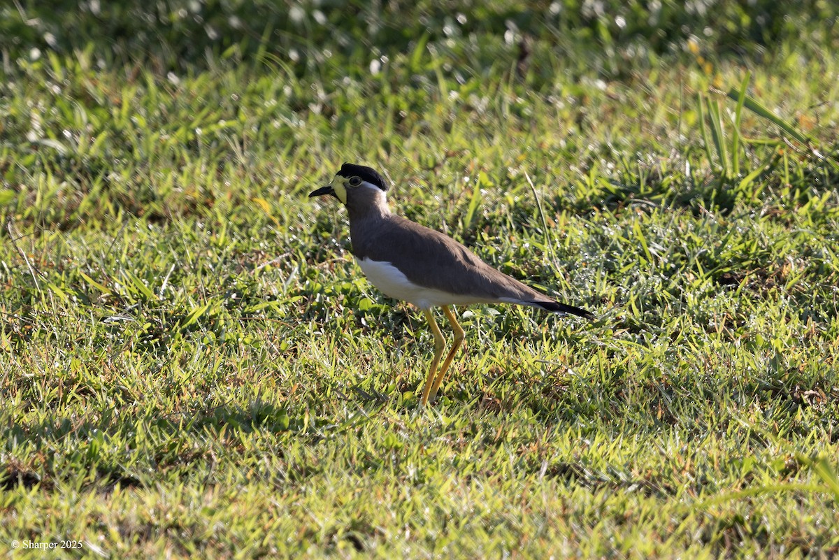 Yellow-wattled Lapwing - ML641694223