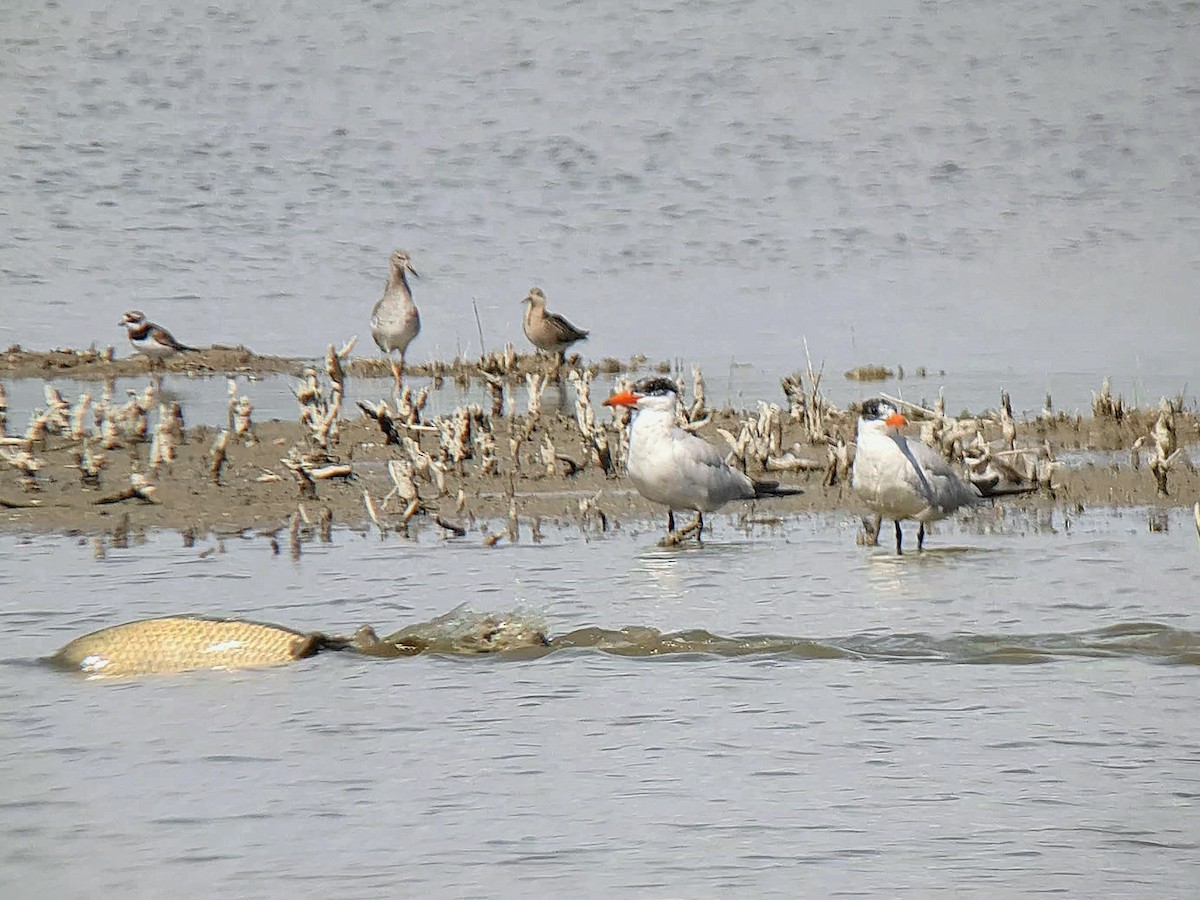 Caspian Tern - ML641694263