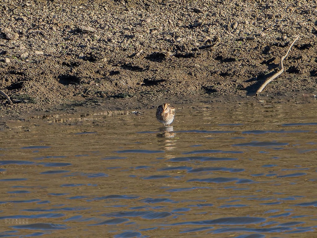 Jack Snipe - ML641694283