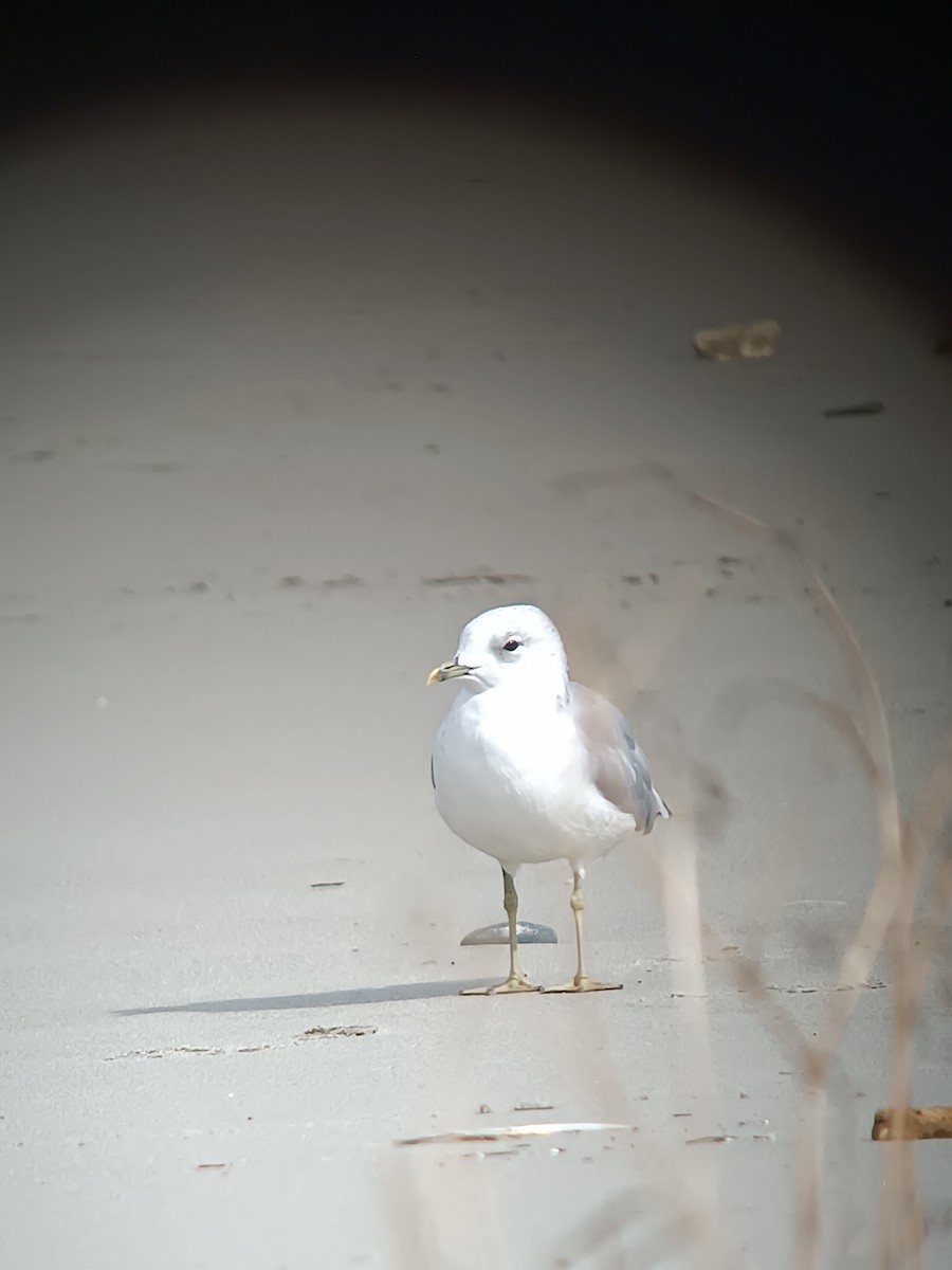 Common Gull - ML641694293