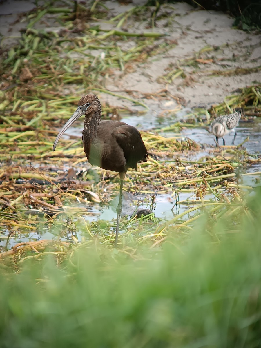 Glossy Ibis - ML641694307