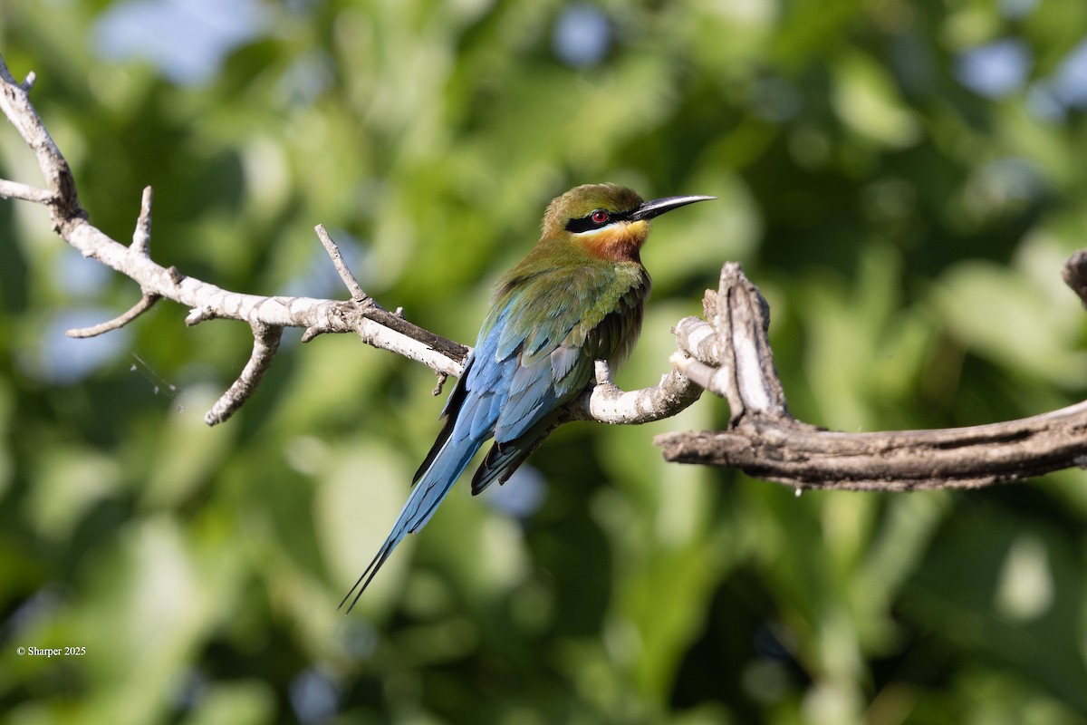 Blue-tailed Bee-eater - ML641694316