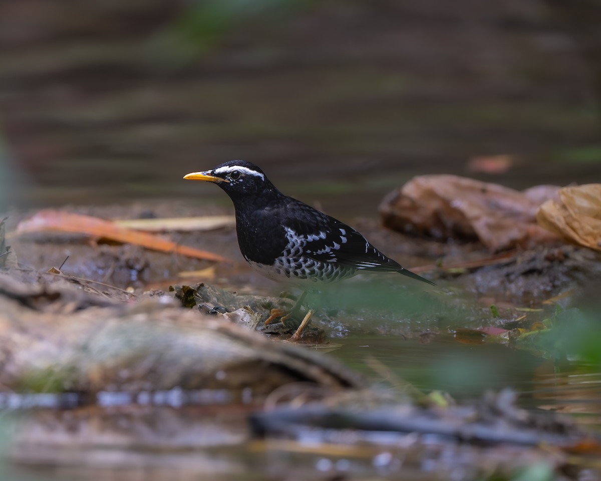 Pied Thrush - ML641694321