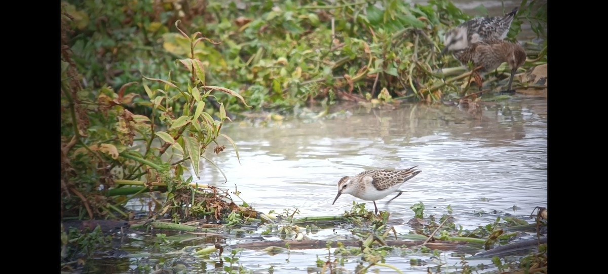 Little Stint - ML641694325