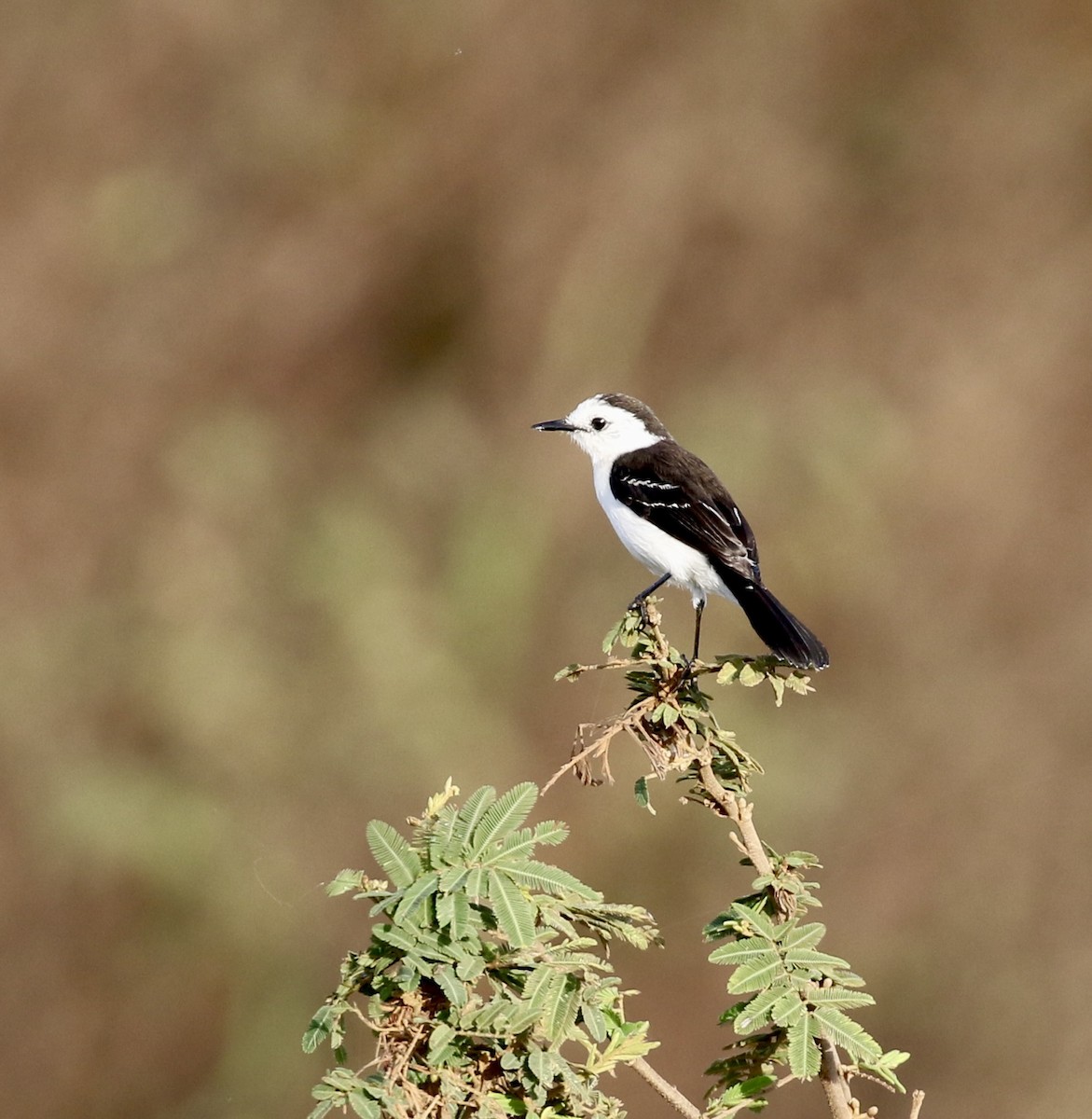 Black-backed Water-Tyrant - ML641694337