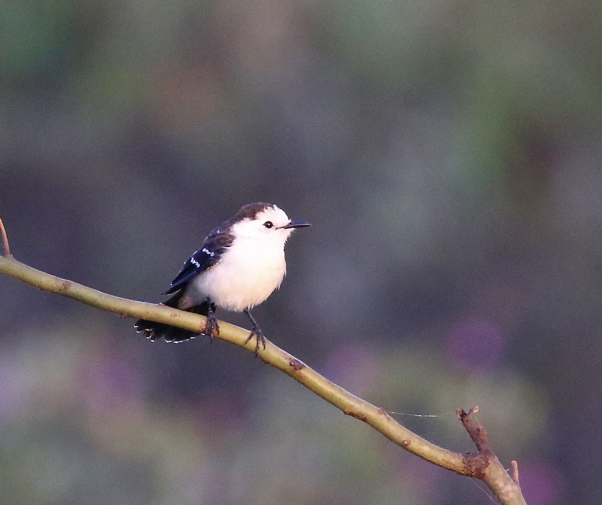 Black-backed Water-Tyrant - ML641694338