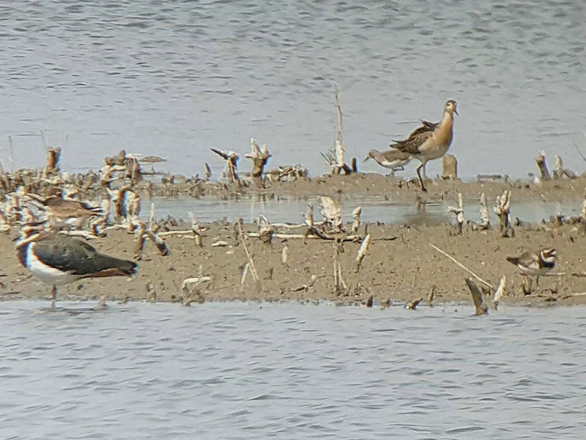 Temminck's Stint - ML641694386