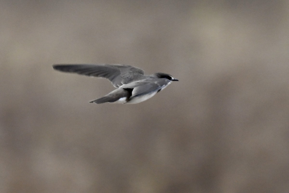 Banded Martin - ML641694390