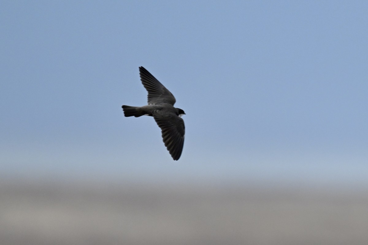 Banded Martin - ML641694391