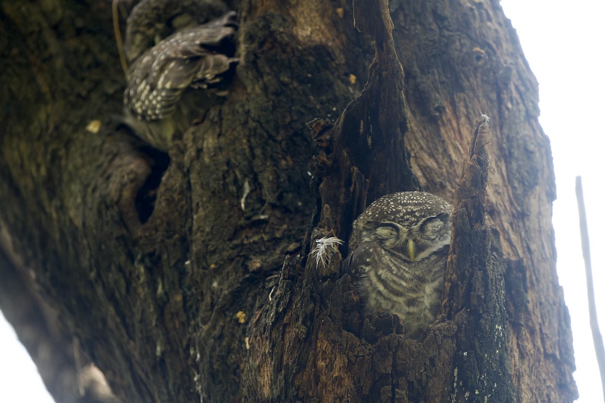 Spotted Owlet - ML641694394