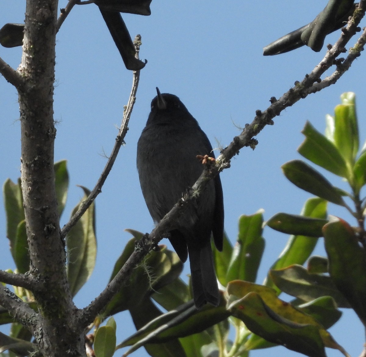Slaty Flowerpiercer - ML641694398