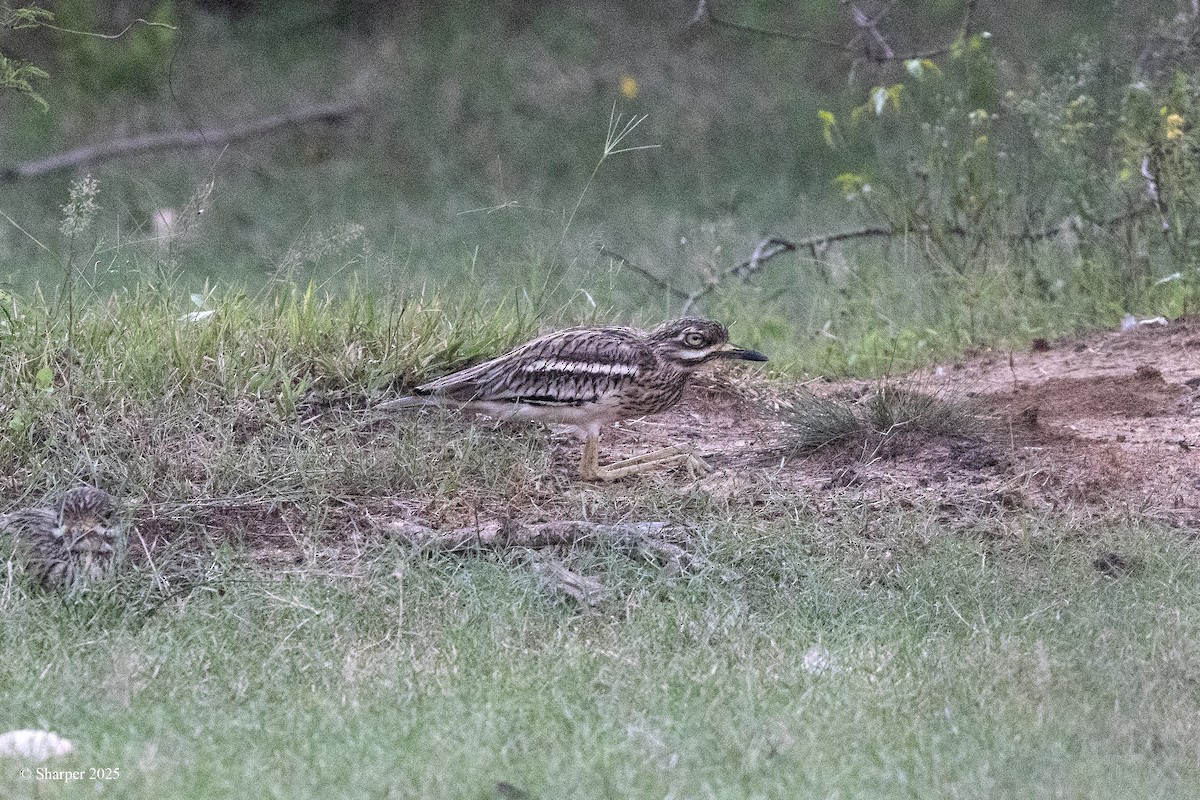 Indian Thick-knee - ML641694401