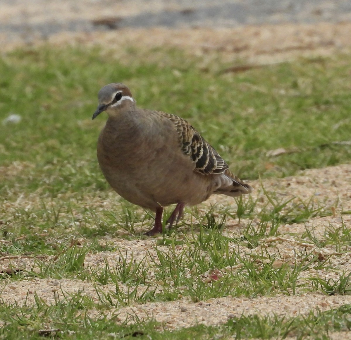 Common Bronzewing - ML641694500